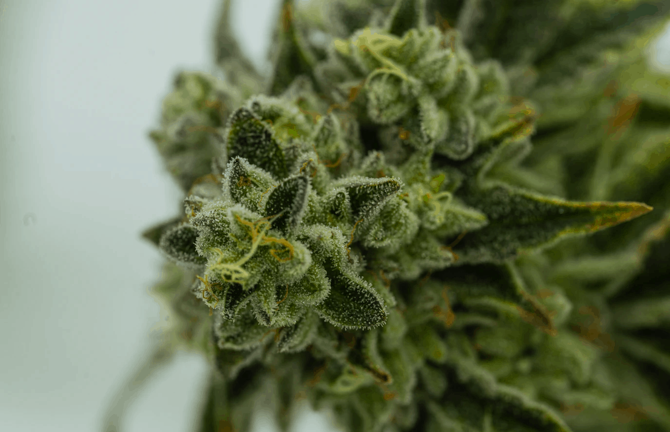 The Best CBD Flower for Inflammation Reduction